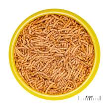 JBL פרונובו בטא חרקים מקלונים 100ML